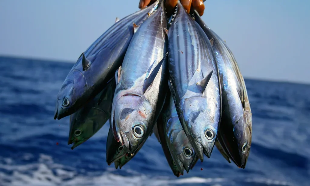 Fish