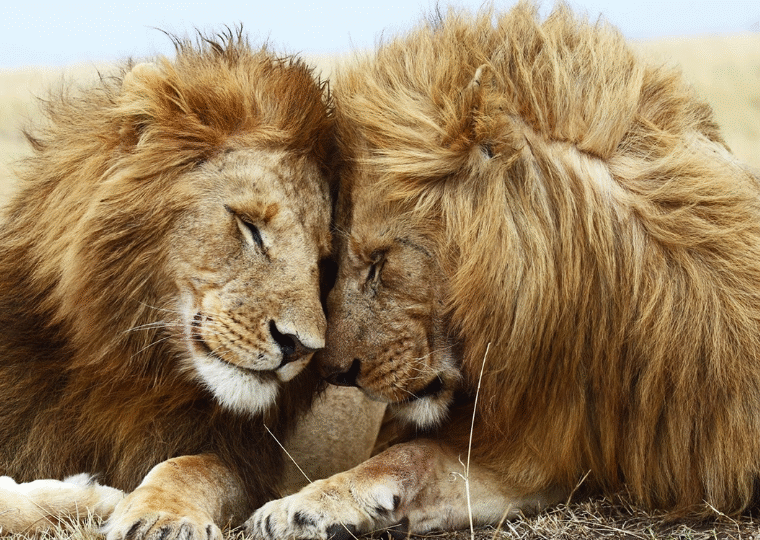2 Male lions rubbing heads
