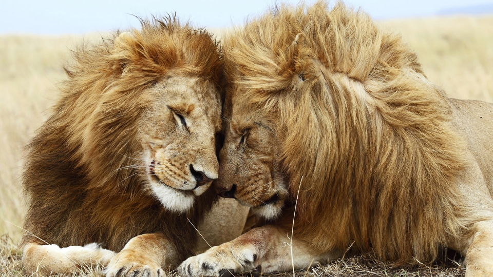 2 Male lions rubbing heads