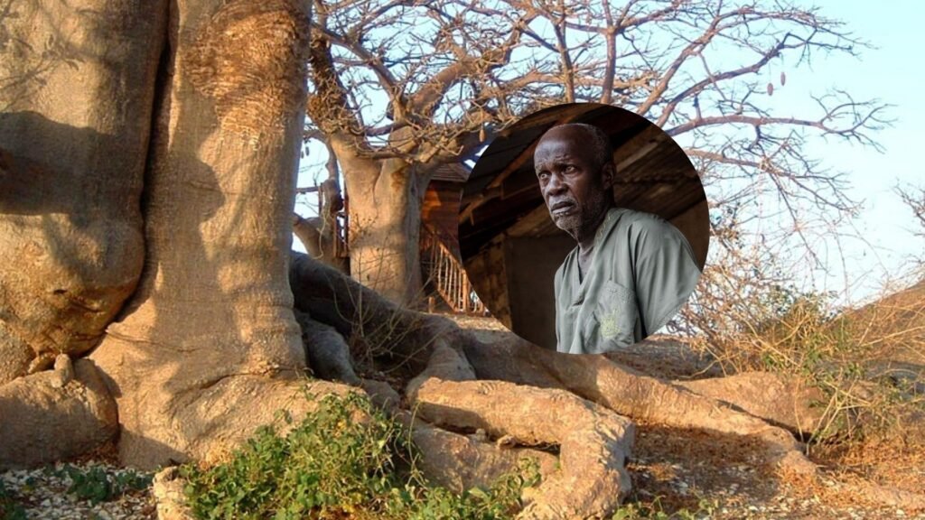 Iroko Tree and a african cillage man