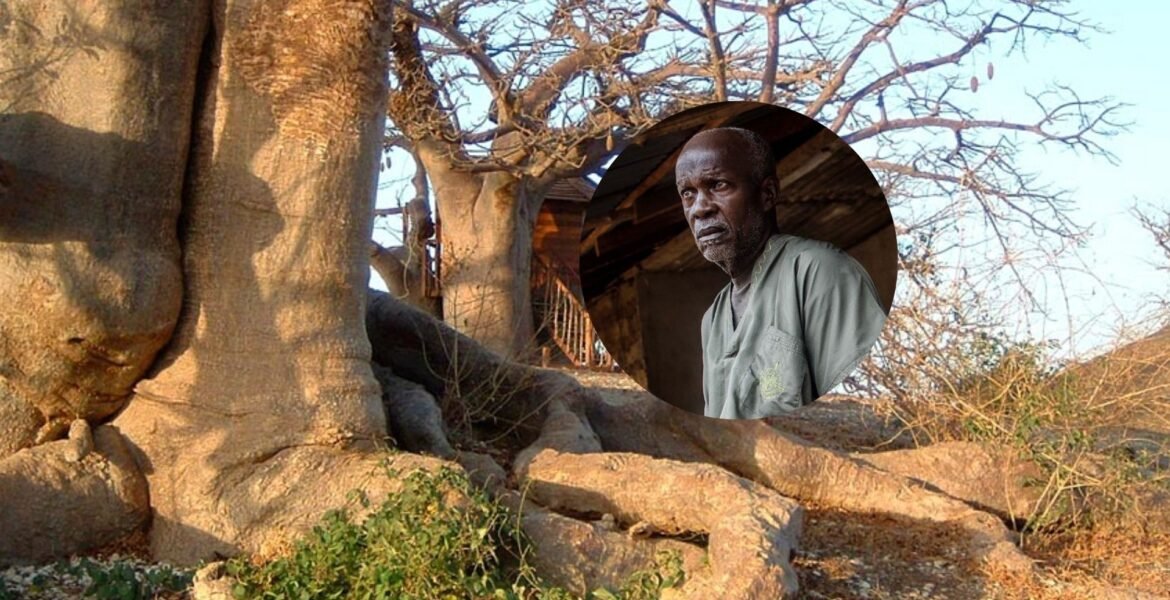 Iroko Tree and a african cillage man