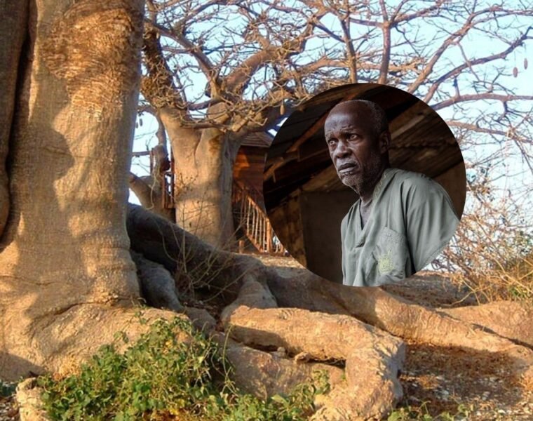 Iroko Tree and a african cillage man